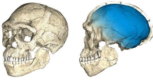Reconstrucción del cráneo de los primeros Homo sapiens a partir de fósiles de hace 315.000 años hallados en el yacimiento de Jebel Irhoud. 