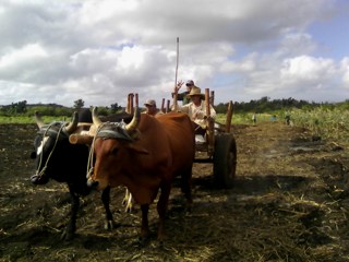 189.Labores en el campo productores cubitennos