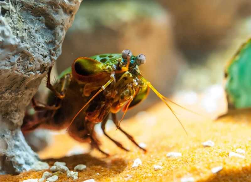 3.mantis camaron curioso pata velocidad planeta curioso