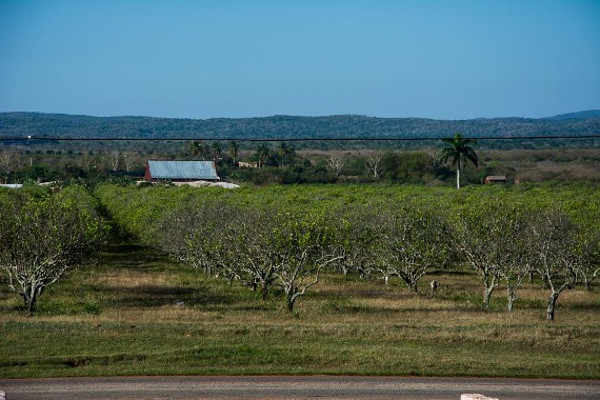 Plantaciones de cítricos en en municipio