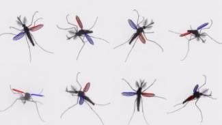 Los mosquitos usan un mecanismo inusual en el mundo de los insectos para volar/noticiasdelaciencia