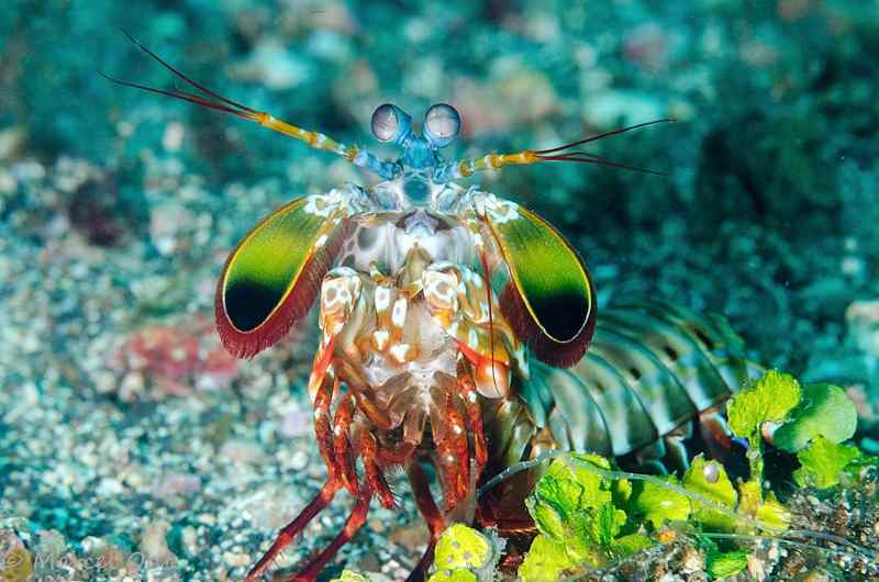 7.camaron mantis