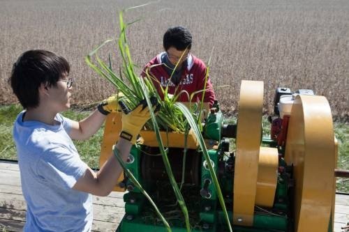 Miembros del equipo de investigación extrayendo jugo de la caña de azúcar que ha sido modificada con el fin de producir aceite para biogasóleo, además del azúcar de la planta, que es utilizado para la producción de etanol./Foto: Noticiasdelaciencia