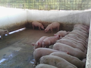Área con resultados en la producción de cerdos./Foto: Autora