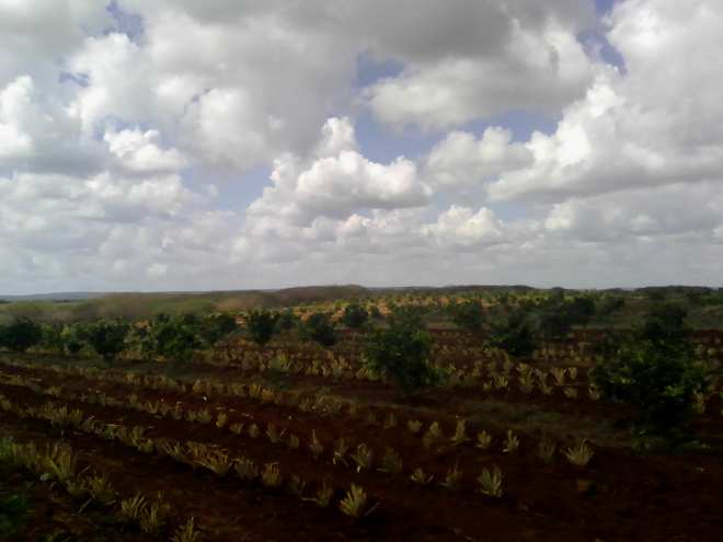 Área destinada a la producción de alimentos./Foto: Autora