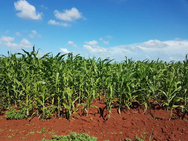 Potenciar la producción de alimentos es premisa en Sierra de Cubitas.