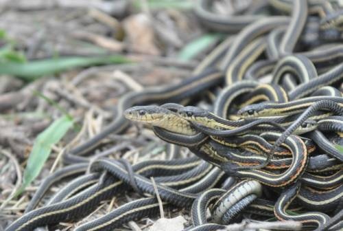 Una hembra (de serpiente Thamnophis sirtalis parietalis), asediada sexualmente por serpientes macho más pequeñas durante la temporada de apareamiento en Norteamérica./Foto: noticiasdelaciencia
