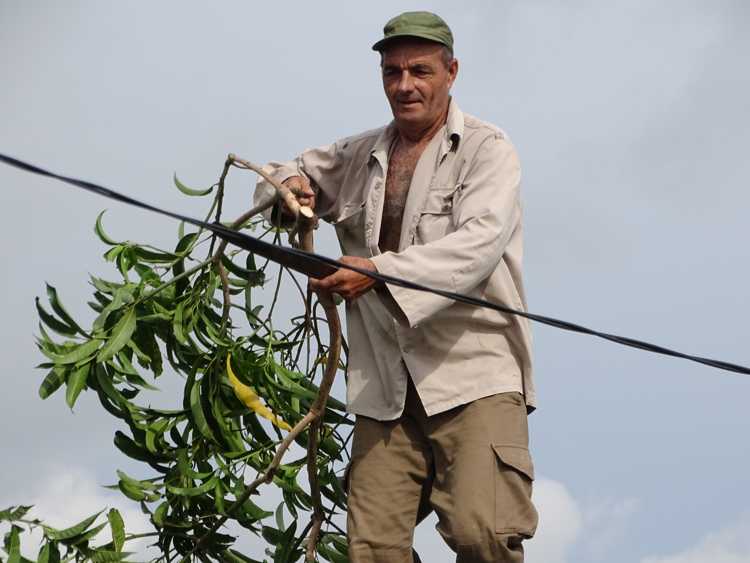 Andrés Sifontes, residente en la cabecera municipal.