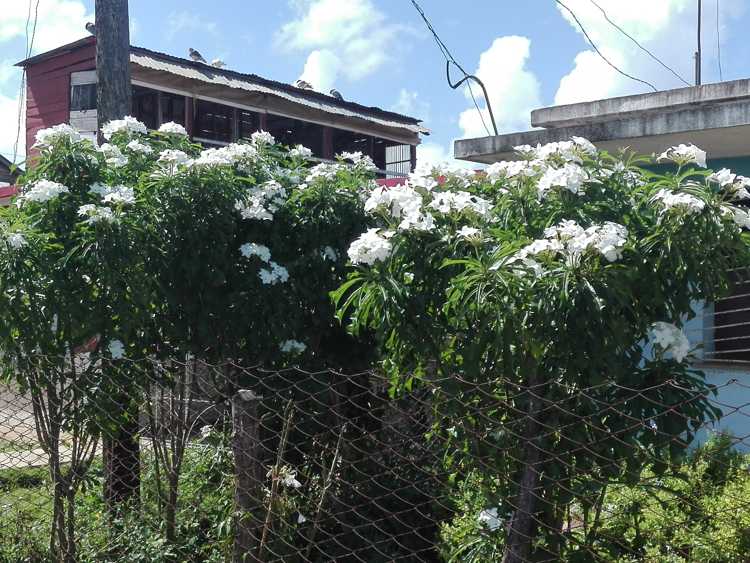 Árboles plantados en el patio de Enma Sifontes.