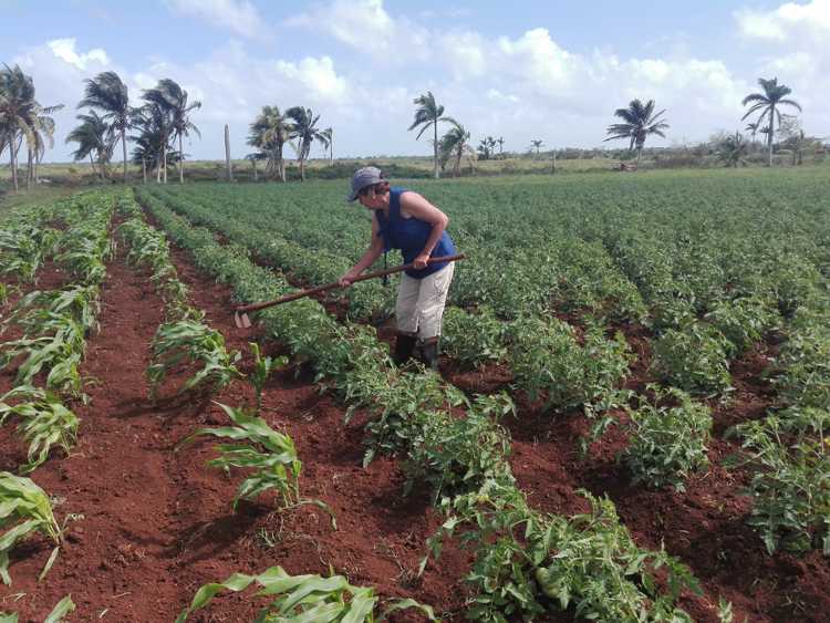 Campesina cubiteña en la limpia de tomate en Finca de la comunidad de La Gloria.