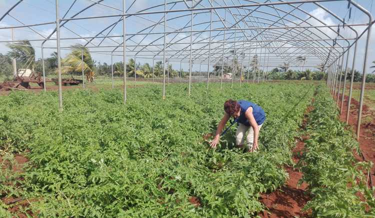 Campesina que en La Gloria duplica producciones.