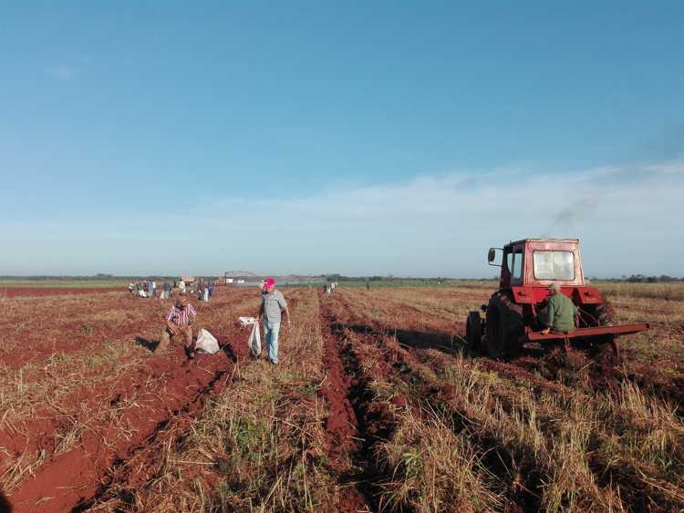 Cosecha de yuca dañada por embate de Irma, aprovechada para alimentación animal.