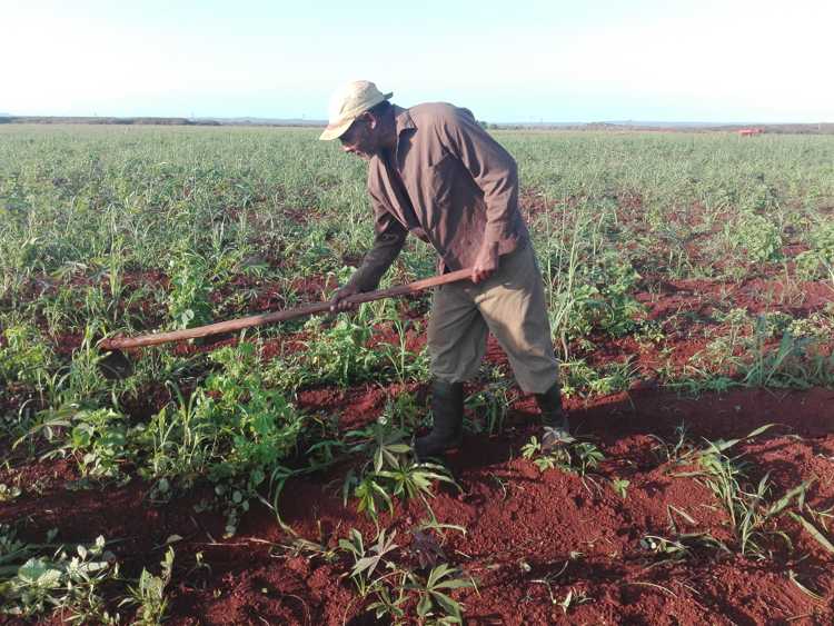 Destacado productor de la Unidad de Produción Cooperativa./Foto: Autora