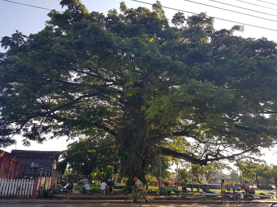 Emblemático algarrobo centenario del parque José Martí del poblado de Sola./Foto: Maria del Carmen Castañeda Varona