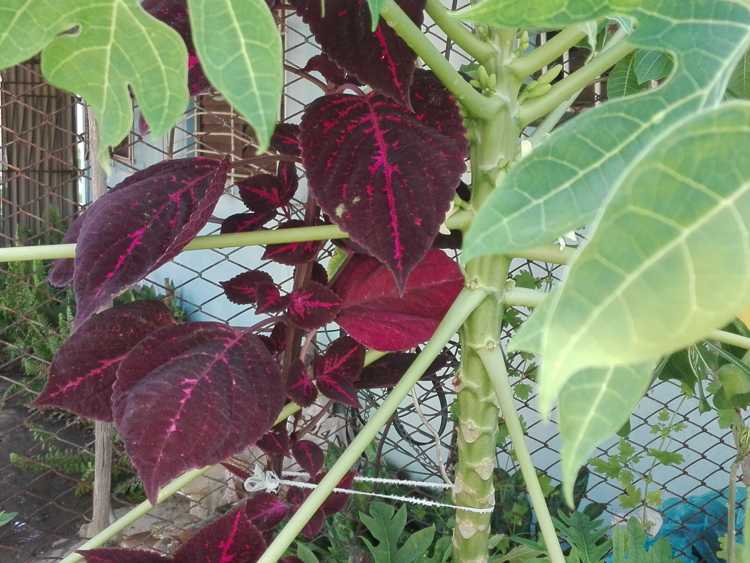 Especies de mantos y frutabomba que forman parte de la colección