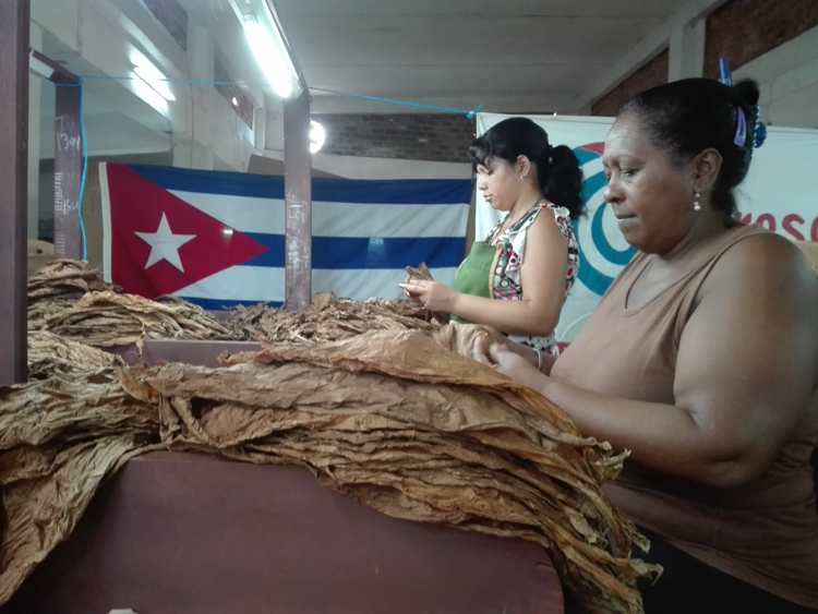 Féminas cubiteñas que aportan a la economía en la exportación de la hoja de Tabaco Tapado. (Foto: Autora)
