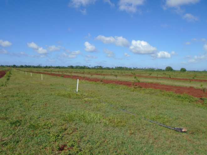 Finca la Toronja perteneciente a la UBPC Julio Sanguily.