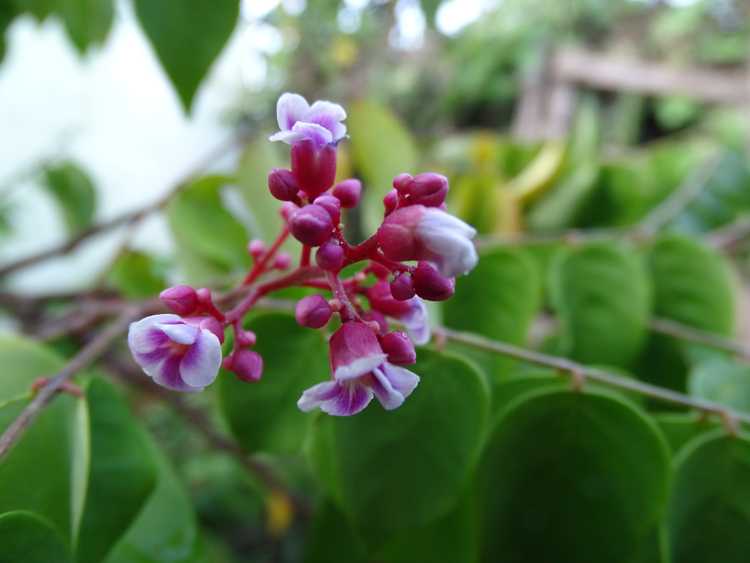 Flor de la pera china.