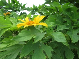 Girasol.