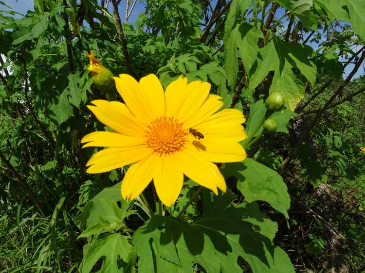 Girasolillo.
