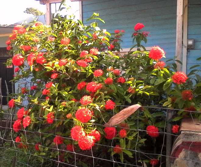 Jardín familiar.