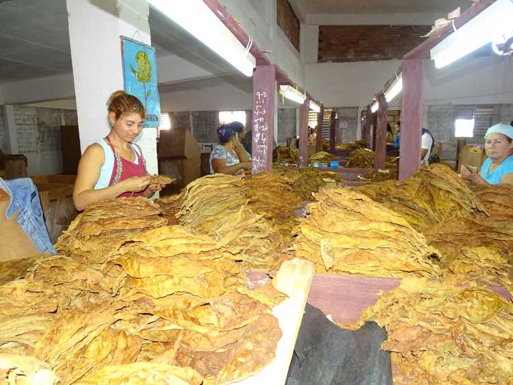 Jóvenes que laboran en la selección de la hoja del tabaco.