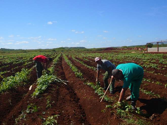 La Finca La Mercedes prioriza siembra de comida.