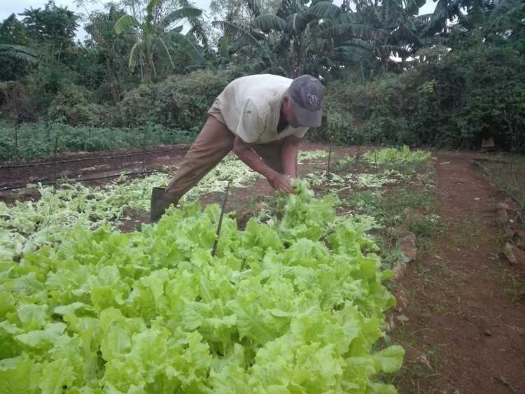 La agricultura urbana también fue un tema debatido en el resumen./Foto: Autora