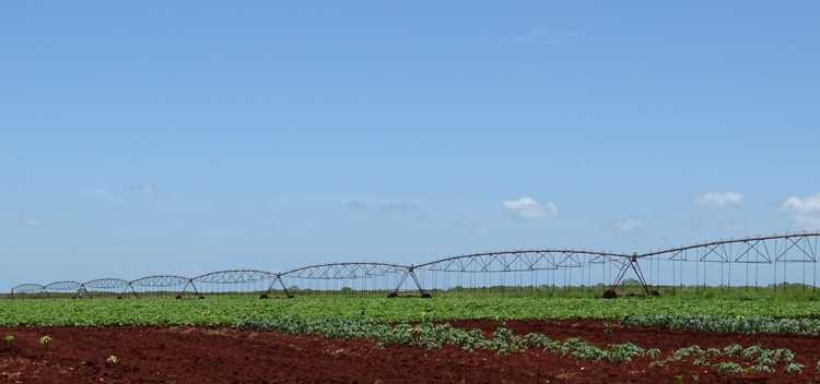 La producción de alimento prioridad del CITMA.