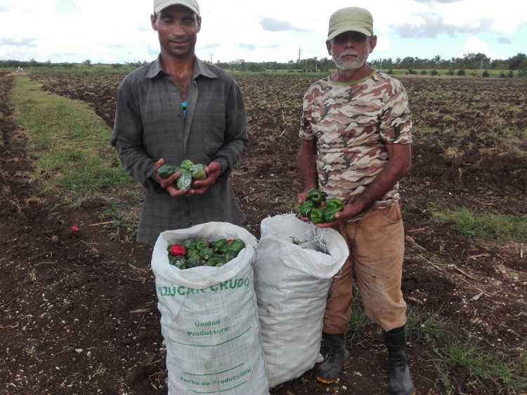 La producción de alimentos desde Consejo Popular Sola.