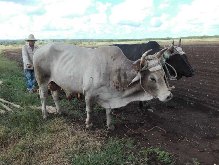 La tracción animal  ahorra recursos.