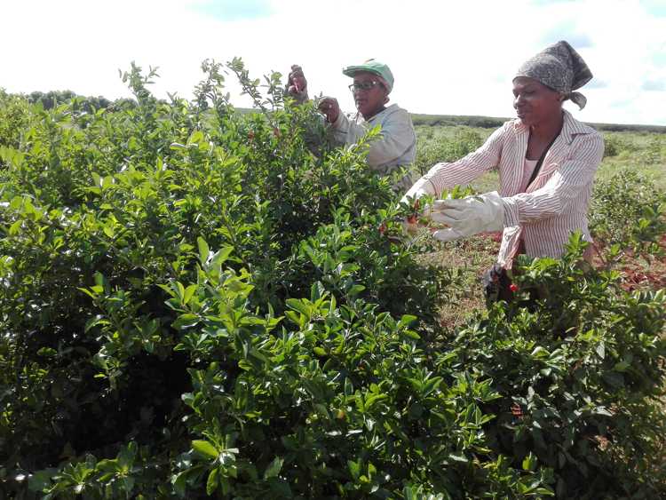 Las féminas protagonizan tareas en el campo.