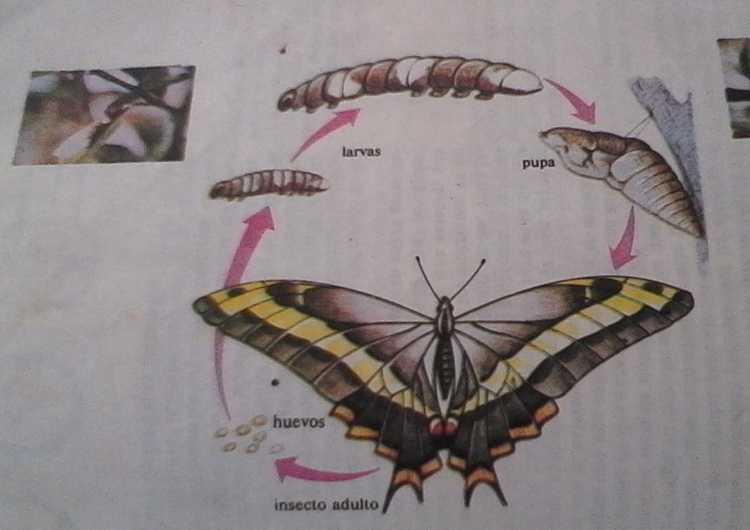 Metamorfosis de la mariposa