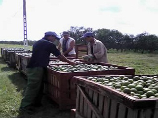 Obreros que laboran en cosecha de ctrico