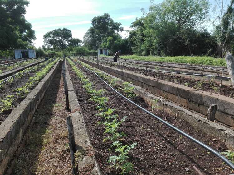Organopónico en el Consejo Popular la Gloria./Foto: Autora