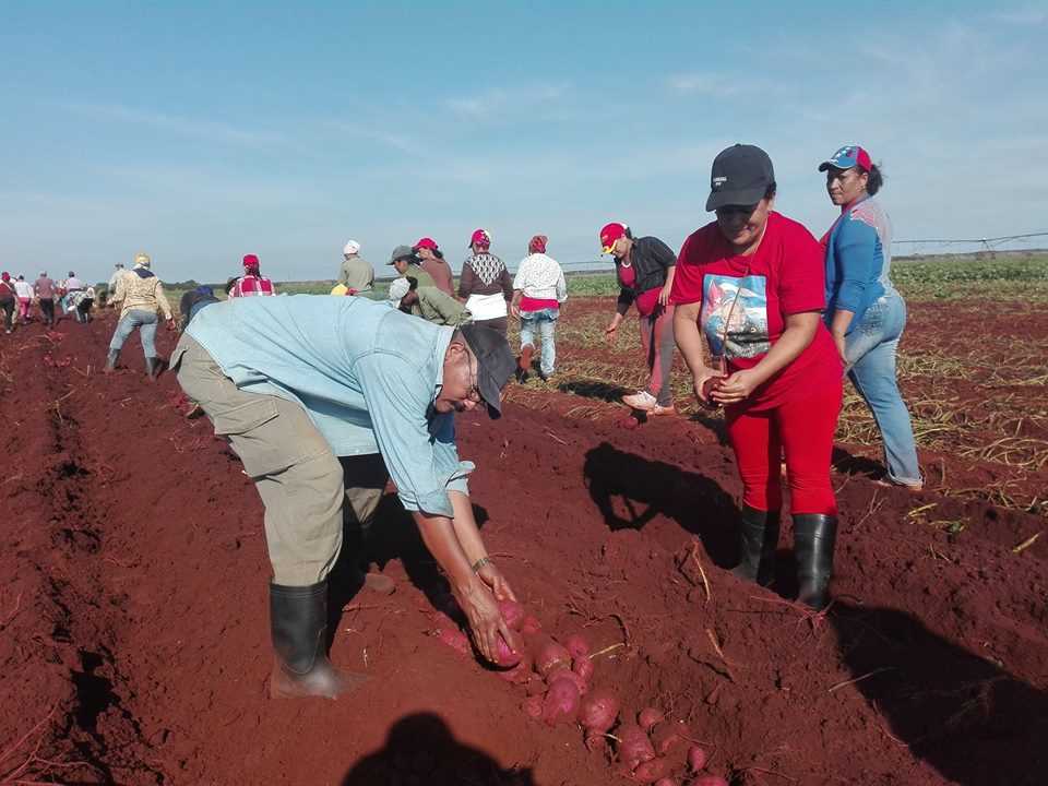 Participación de los cubiteños en trabajo voluntario en homenaje a Fidel.