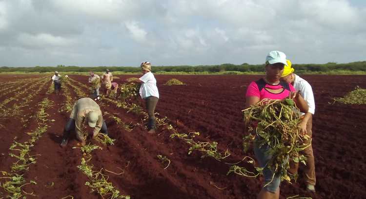 Participación del pueblo en la siembra de alimentos. /Foto: Dayanis Dutil Preval