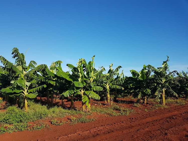 Producción de plátanos en fregat 14./Foto: Autora