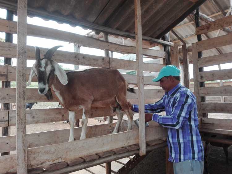 Productor destacado de leche de cabra en la comunidad de La Gloria./Fotot: Autora