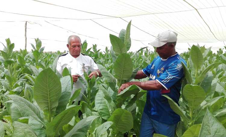 Productores cubiteños respaldan continuidad del Socialismo./Foto: Autora