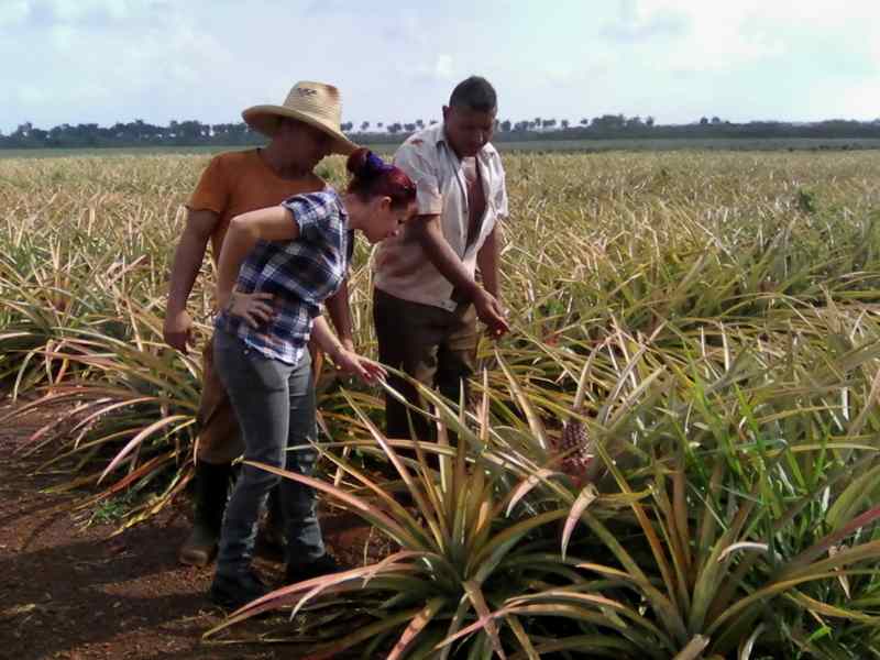 Productores que aportan a la producción de alimentos desde la circunscripción