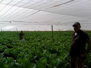 Productores tabacaleros en CCS Pablo Miguel Napoles