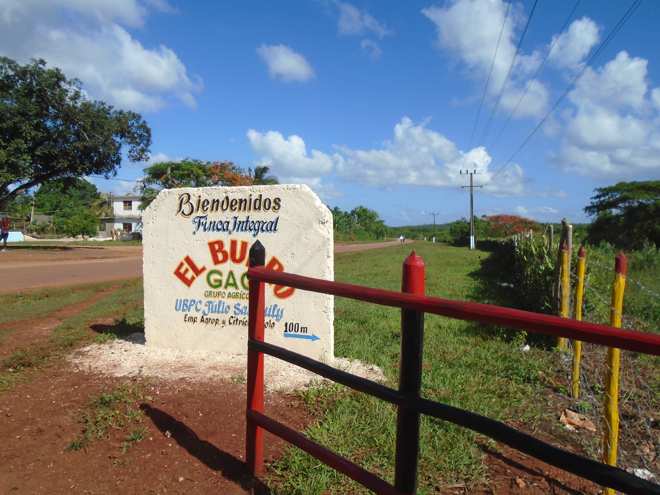 Recorrido por La Finca El Burro incluida en el proceso inversionista de fomento de frutales.