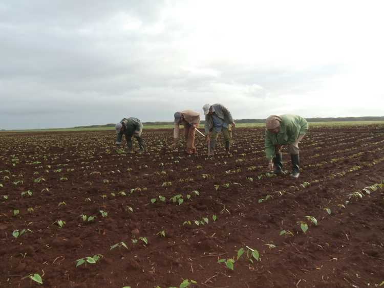 Siembra de frijoles, producto muy demandado por la población y que susttituye importaciones./Foto María del Carmen Castañeda Varona