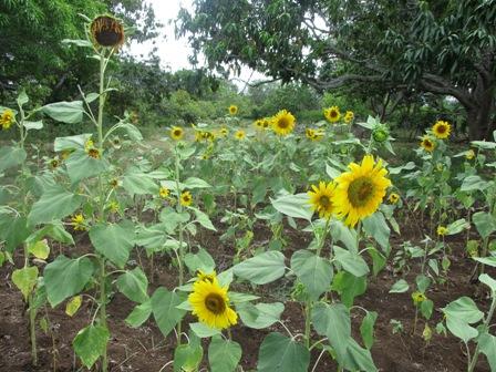 Siembra de girasoles.