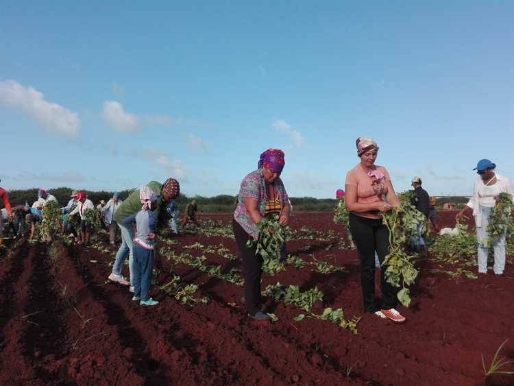 Simbra de alimentos en Sierra de Cubitas./Foto: Autora