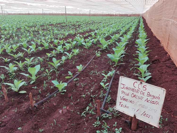 Tabaco tapado en CCS Juramento de Baraguá.