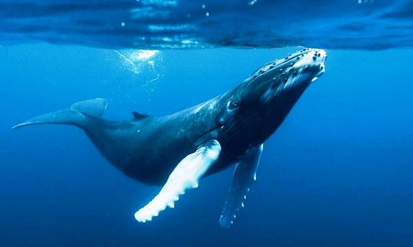Ballena azul.