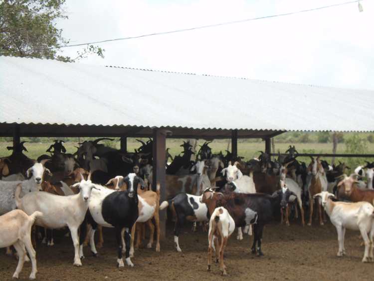 Proyecto en la Gloria de cría de cabra en tarima para la producción de leche.