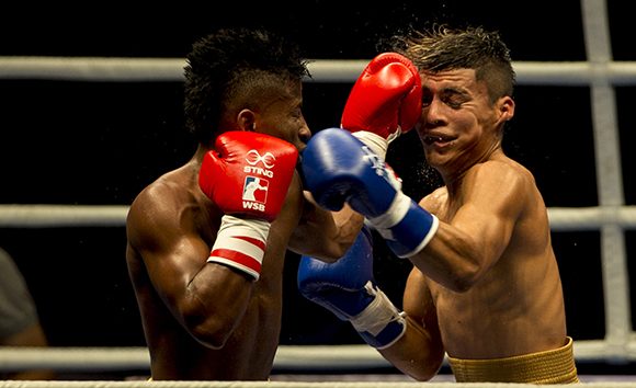 domadores de cuba boxeo 2 580x354